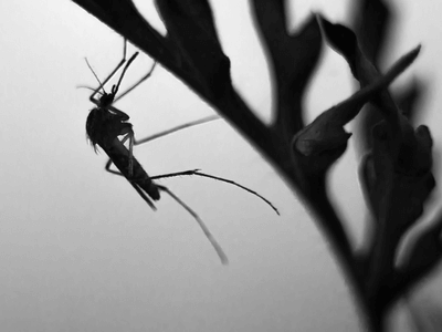About Spider Extermination Midtown Phoenix - spider extermination experts in Midtown Phoenix