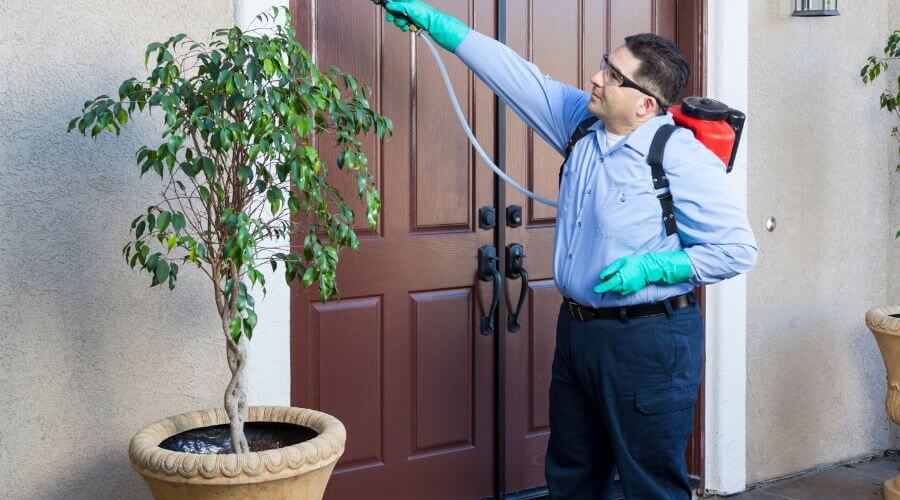 Why choose Spider Extermination Midtown Phoenix for spider extermination in Midtown Phoenix
